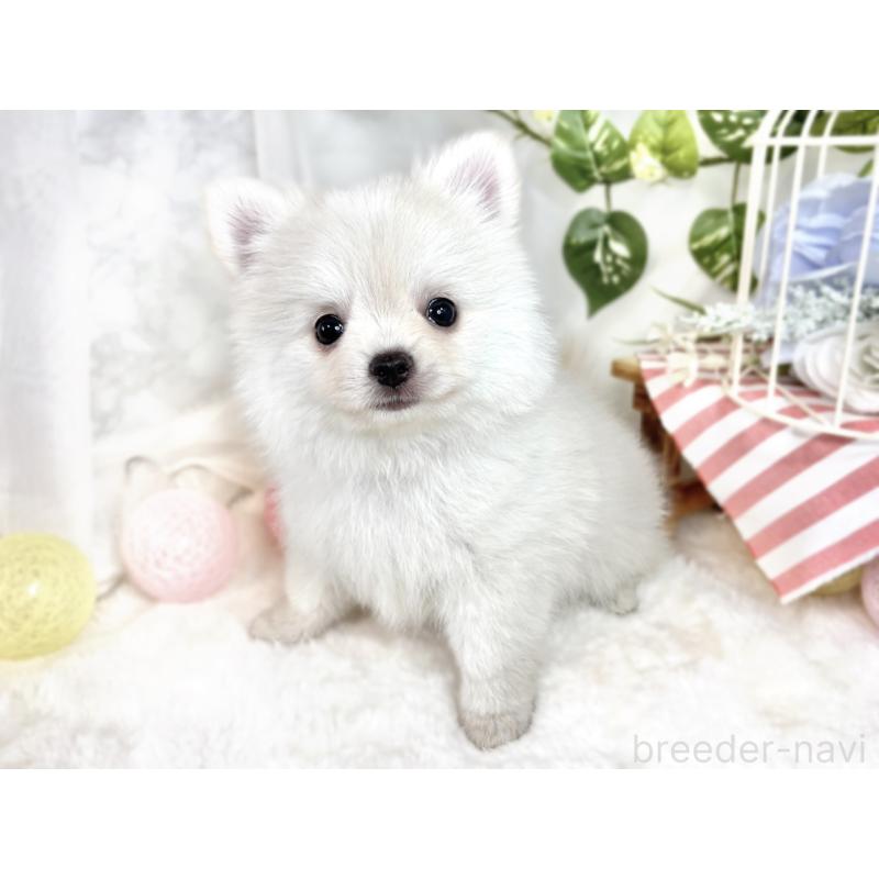 成約済の滋賀県のポメチワ:ポメラニアン×チワワ-408998の2枚目